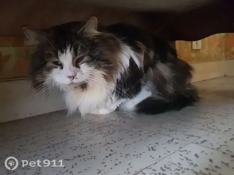 Chat perdu à Valognes - Aidez-nous! - photo