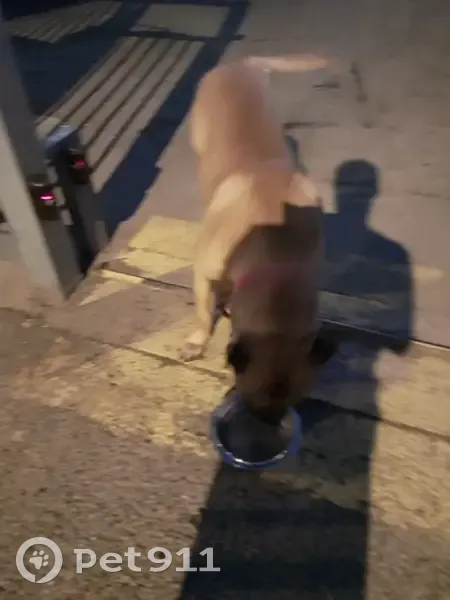 Chien croisé pitbull trouvé à Grasse - photo