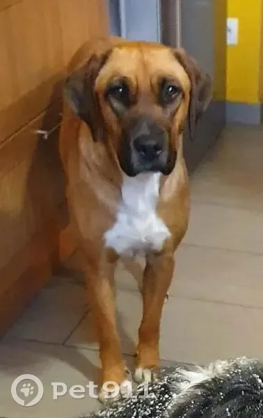 Chien Boxer perdu à Carcassonne - photo
