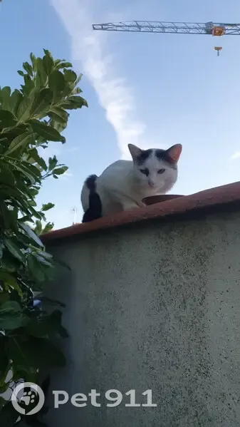 Chat perdu ou abandonné à Salsigne - photo