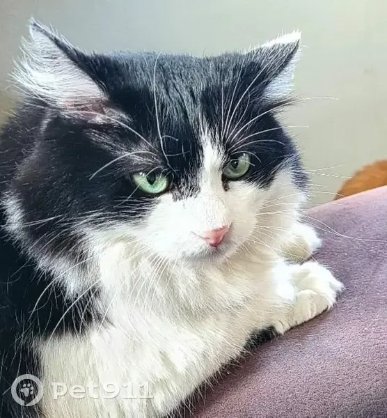 Hector, chat noir/blanc perdu - photo