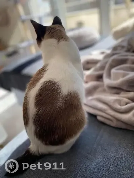 Chat blanc tacheté perdu au Plessis - photo