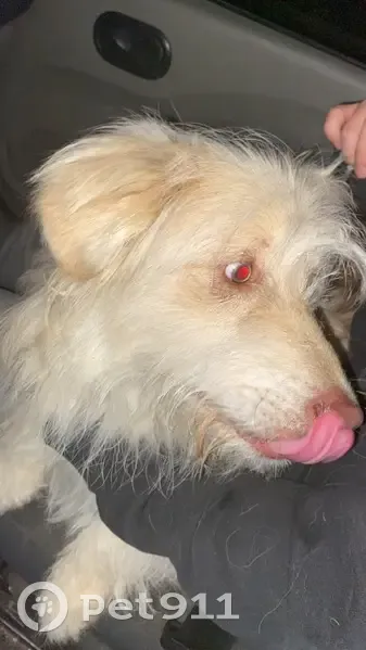 Chien perdu retrouvé à Lyon - photo