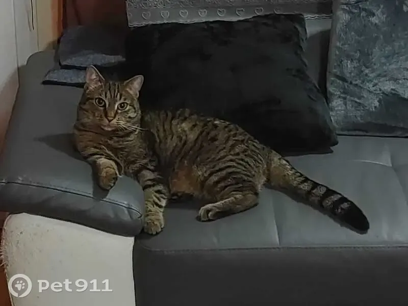 Chat gris tigré perdu à Gaillard - photo