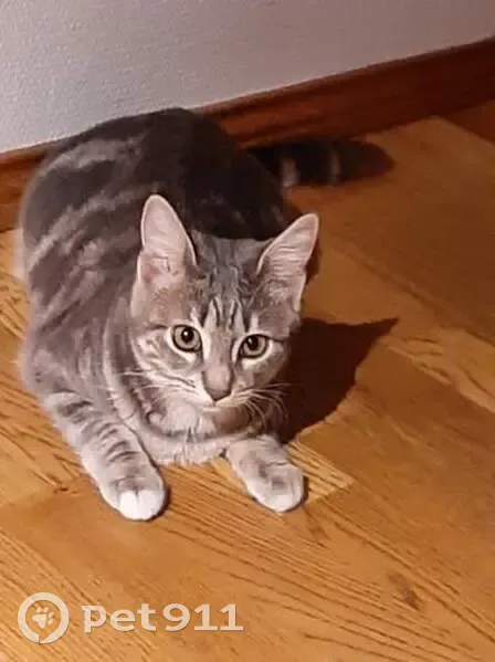 Chaton tigré perdu à Fleurieux - photo
