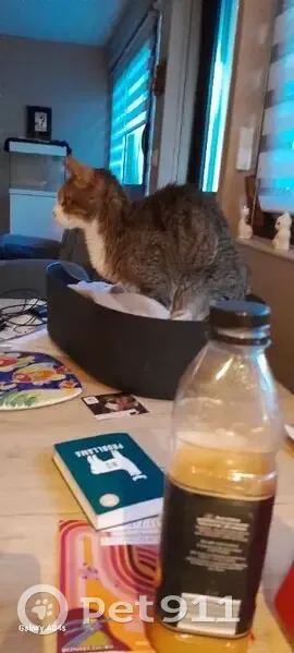 Chat âgé malade perdu - Bonsecours - photo