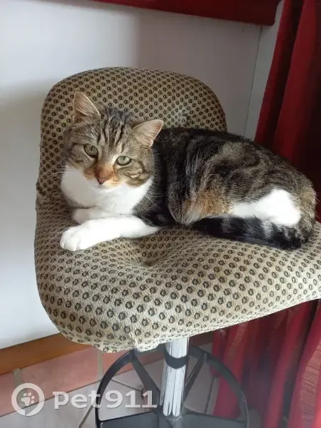 Chatte Ruby disparue à Milizac - photo