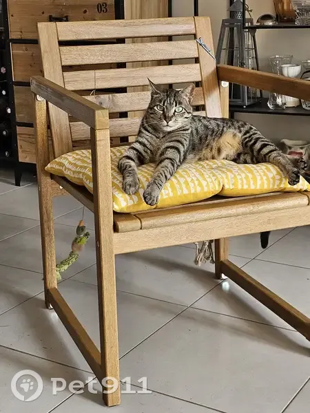 Chatte Shaina perdue à Carrières - photo