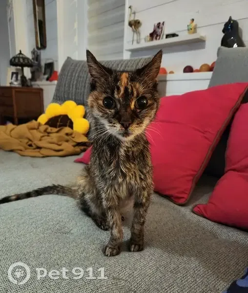 Chatte écaille trouvée maigre à Trouy - photo
