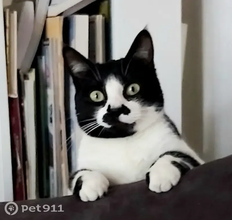Chat noir et blanc perdu à Limoges - photo