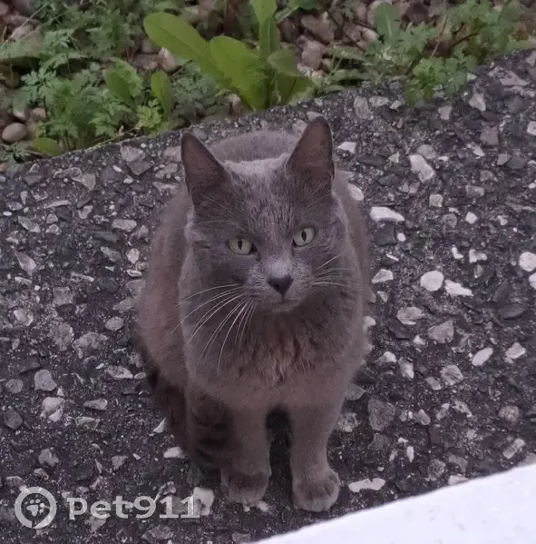Chat errant gris à Soubise - photo