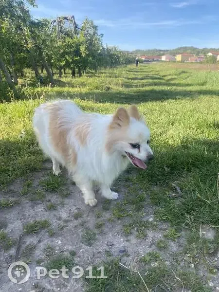 Spitz blanc/marron perdu - photo
