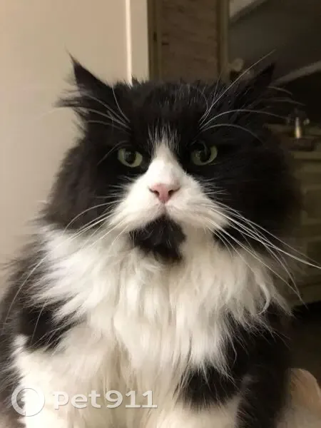 Alerte: Chat de race volé à Mennessis - photo