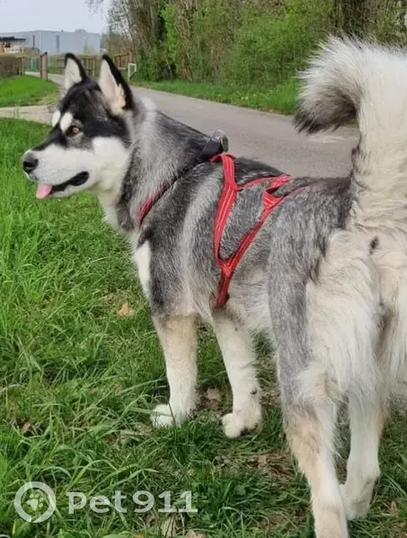 Malamute perdu, harnais rouge - photo