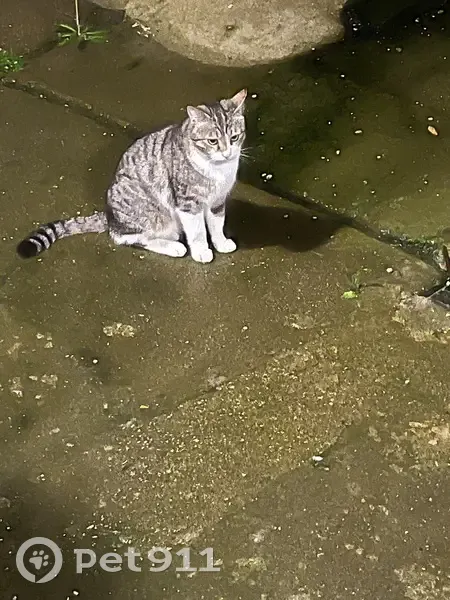 Chat perdu à Pamproux +352621437163 - photo