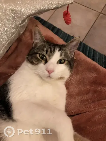 Chat tigré-blanc perdu à Cassagnoles - photo