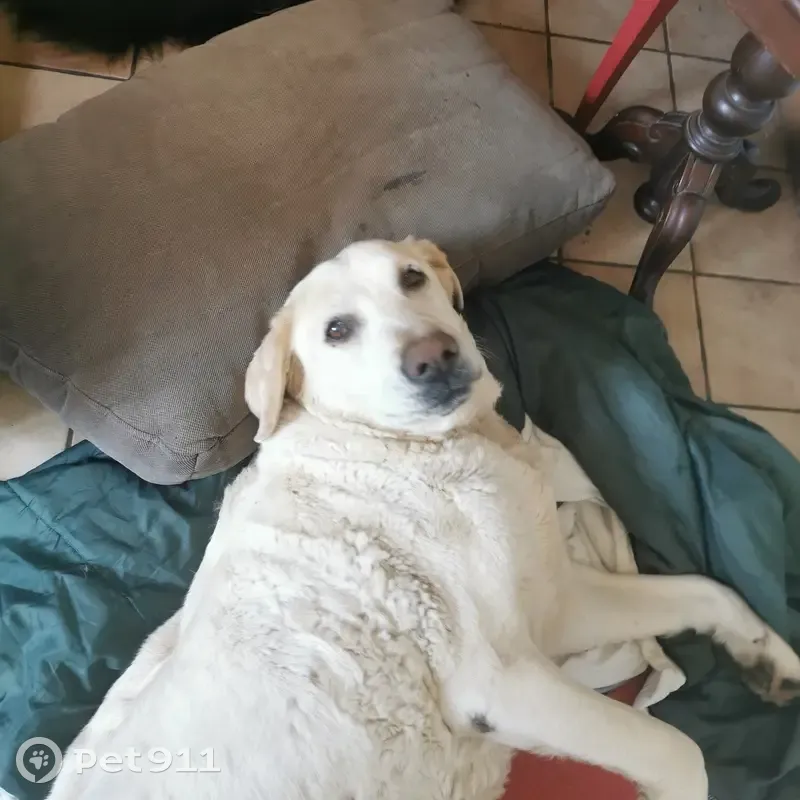 Chien blanc trouvé près d'Albiac - photo