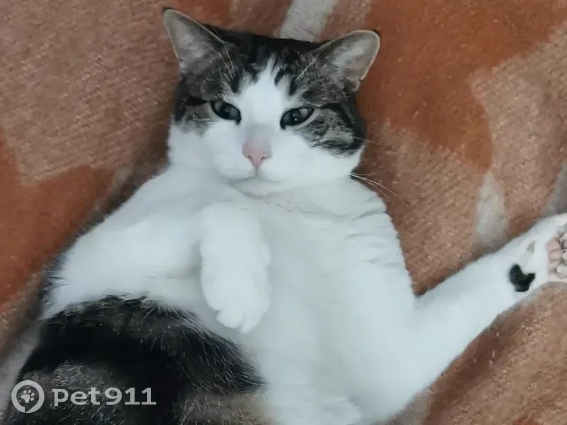 Simba, chat blanc tigré perdu - photo