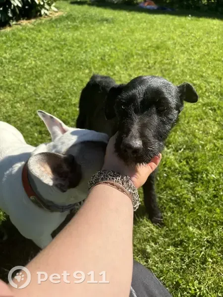 Chiotte perdue pleine sauvée - photo
