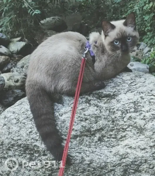 Chaton siamois perdu à Aubagne - photo