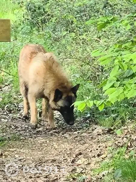 Chien berger égaré en forêt Dreux - photo