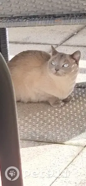 Chatte Fendi perdue à Lyon - photo