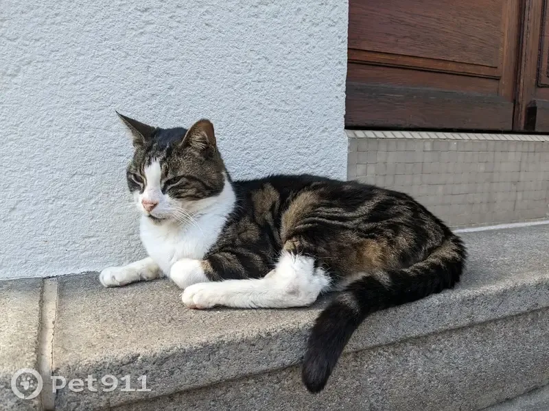 Chat tigré perdu à Nantes - photo