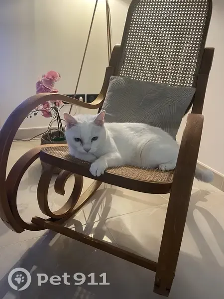 Chatte blanche perdue à Pérols - photo