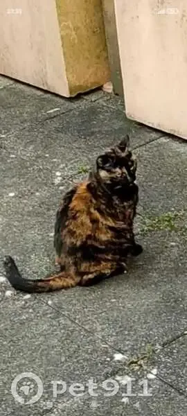 Chatte tricolore perdue à Laval - photo