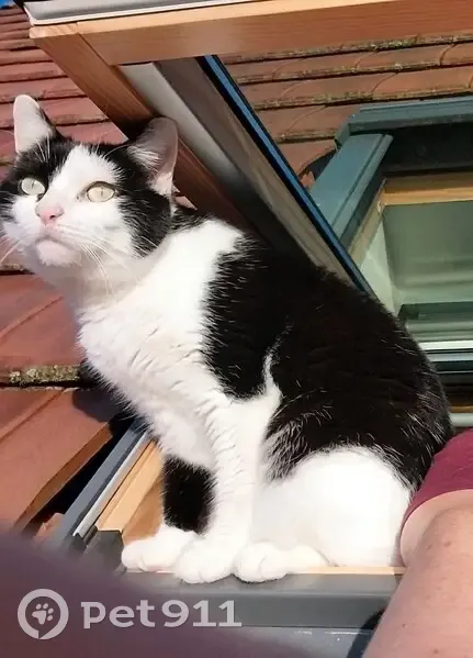 Chat noir et blanc perdu à Vierzon - photo