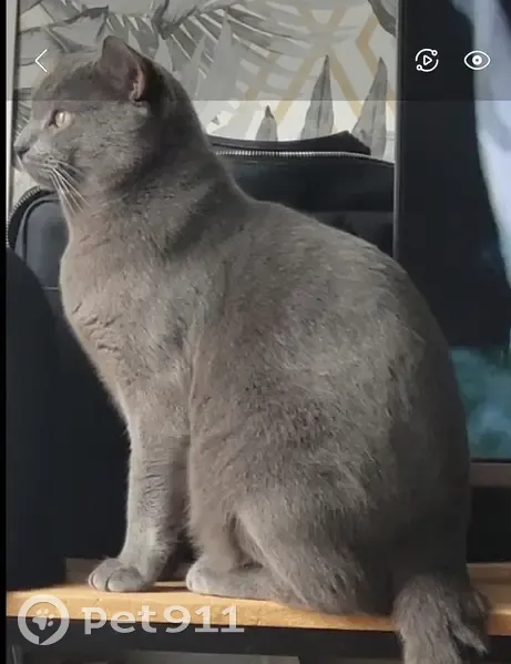 PIPOU, chat gris perdu à Rueil - photo