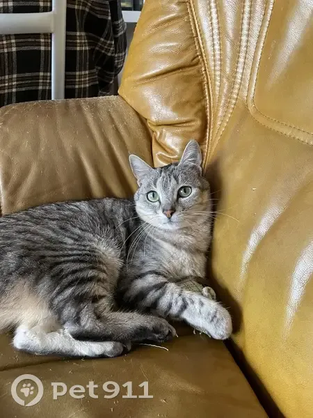 Chatte Arwen perdue à Montrouge - photo