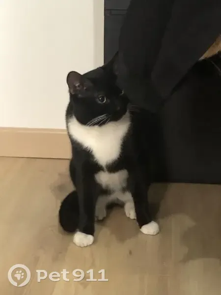 Chat retrouvé Rue St-Nicaise, Rouen - photo