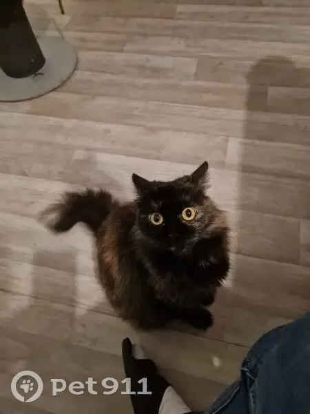 Chatte écaillée perdue à Pau - photo