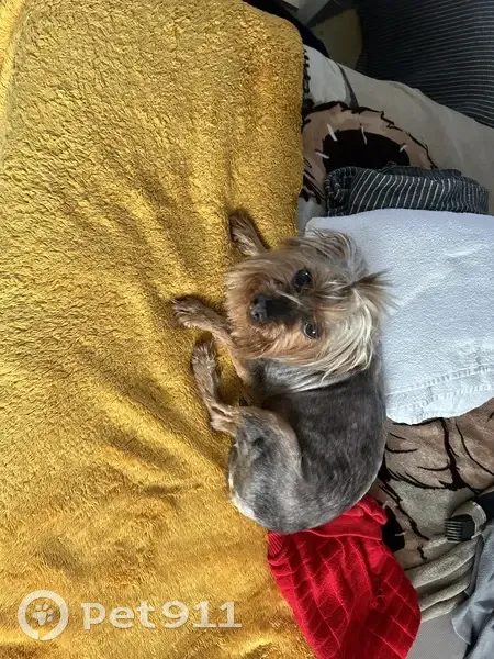 Chien perdu: pull rouge, Morsang - photo