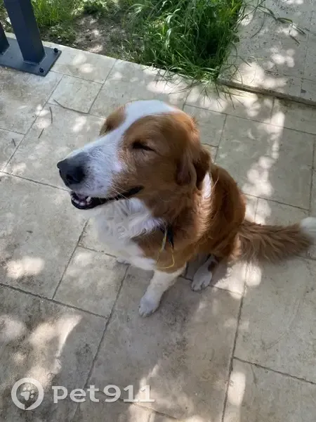 Chien blanc/marron perdu à Coursac - photo