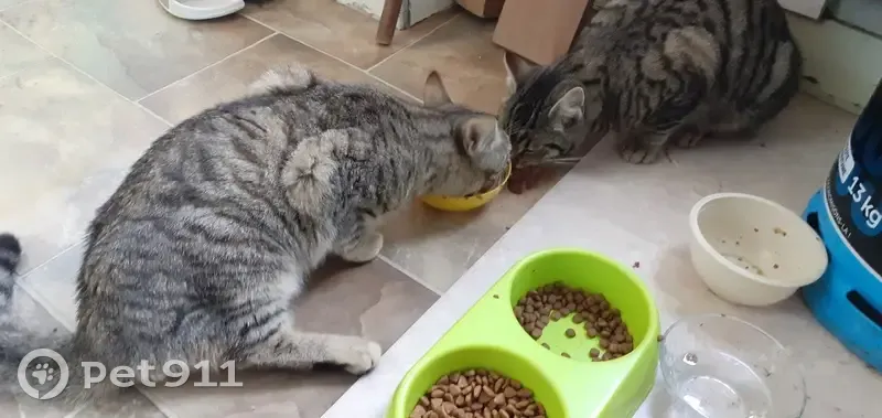 2 Chats mâles trouvés - Urgent - photo