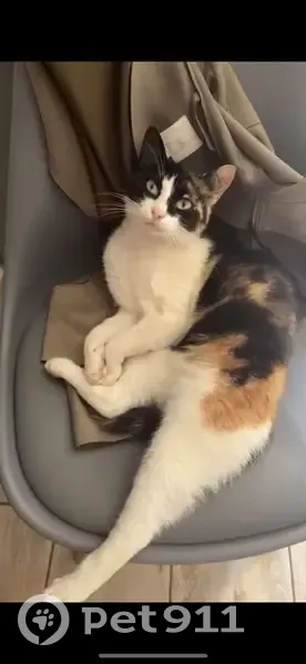 Kisir, chat européen perdu - photo