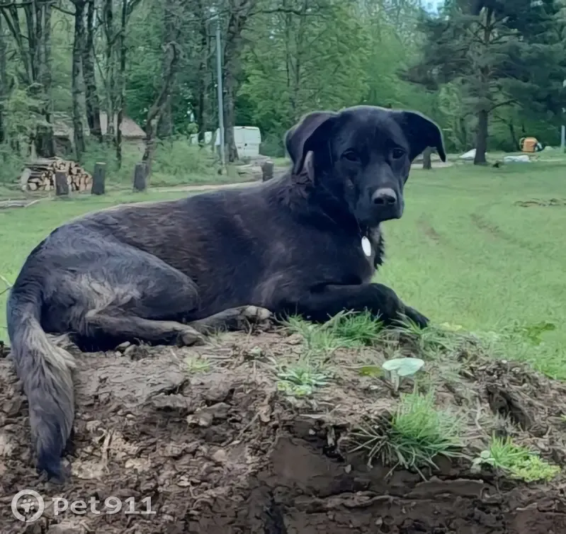 Chienne bringée perdue à La Douze - photo