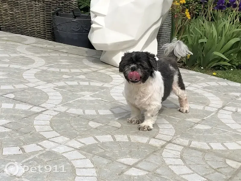 Chien shitsu perdu à Béthune - photo
