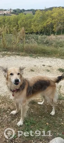 Chienne perdue à Créon - Urgent - photo