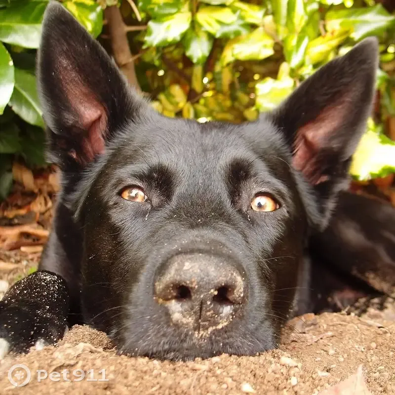 Chien noir perdu à Monieux - photo