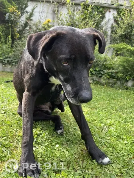 Chien marron/noir perdu à Morienval - photo