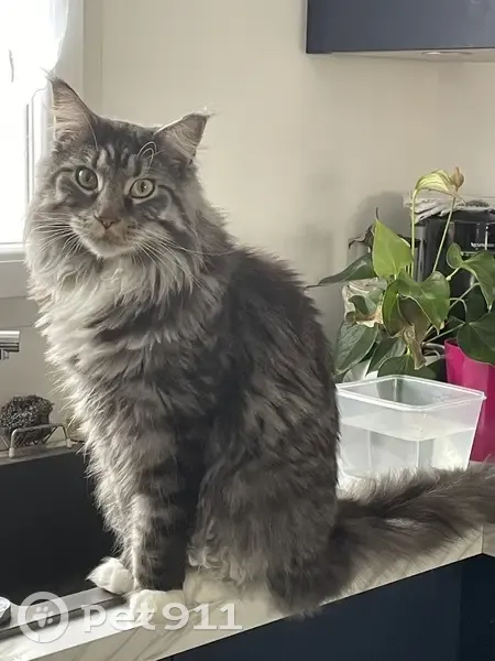 Chat Maine Coon gris perdu #285 - photo