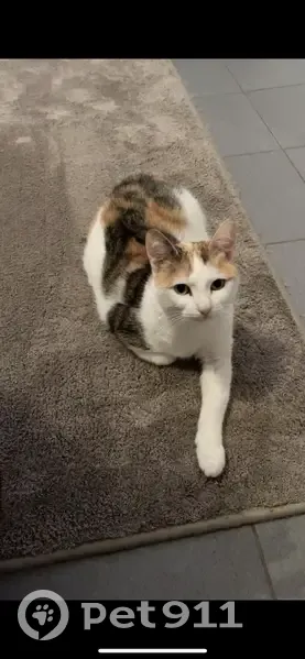 Chatte de 8 ans perdue à Pérouse - photo