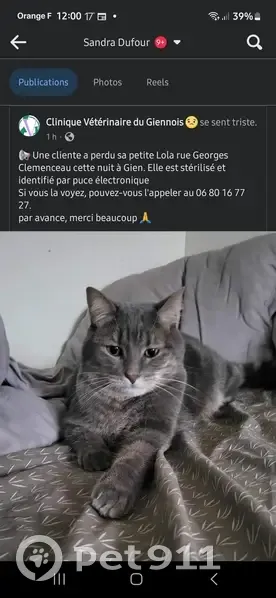Avis de recherche: Lola, chat perdu - photo