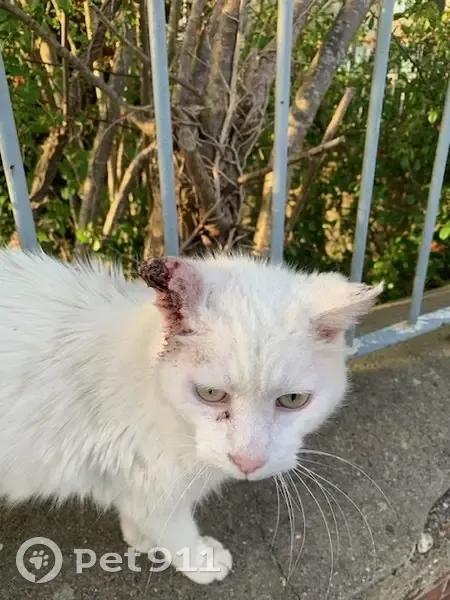 Chat perdu à Amfreville trouvé - photo