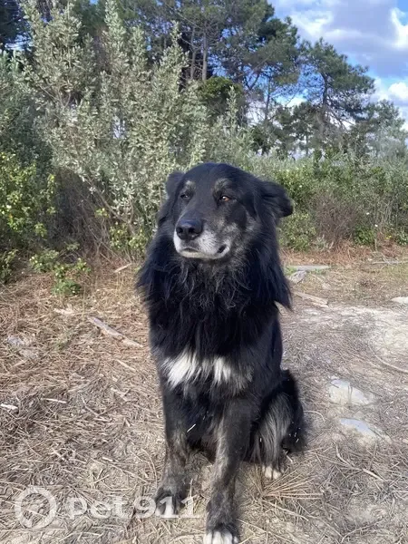 Chien doux trouvé à Pinia - photo