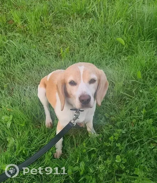 Moka, Beagle perdu à Ajaccio - photo