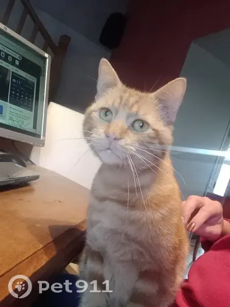 Gustave, chat roux perdu à Granzay - photo